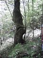Fonti di Quara